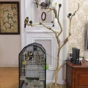 앵무새 놀이터 그네 원목 70CM 나무 횟대 하이버드 용품 스탠드 새장 횃대