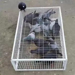 조류 트랩 비둘기 케이지 새덫 까치 포획 까마귀 망 휴대용 철제