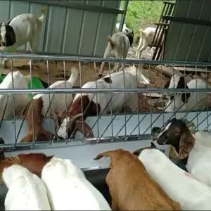 양 먹이통 염소 목장 사료 급여기 배식통 양면 대형 송아지 축사