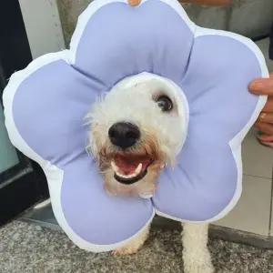 꽃피는 강아지 고양이 쿠션 넥카라 퍼플 L