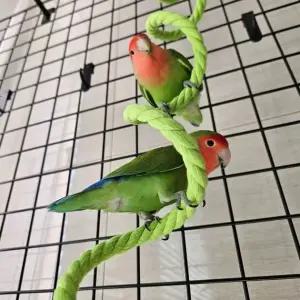 앵무새 놀이터 와이어 로프 횟대 1.5m