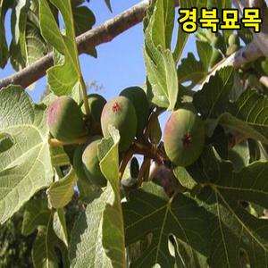 [경북묘목]무화과나무묘목 청무화과 바나네 승정도후인 1~2년생 특묘