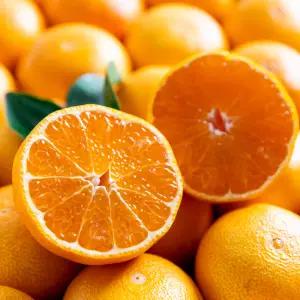 캘리포니아 감귤 썬키스트 만다린 1kg(11~15과 내외)