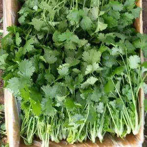 [안산팜]뿌리제거 고수  300g 1단 산지농부직송 GAP인증