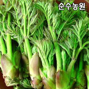 민두릅나무 묘목, 근삽1년 뿌리묘(특) 3개/민참두릅/특용수/약용수