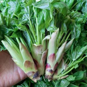 강원도 홍천 야생 엄나무순 개두릅 1kg 자연산 산지발송 당일채취