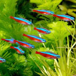 카디널 테트라 10마리