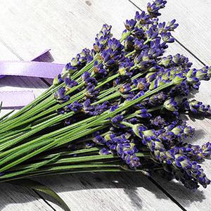 천연 아로마 에센셜오일 - 라벤더 커머셜 100ml