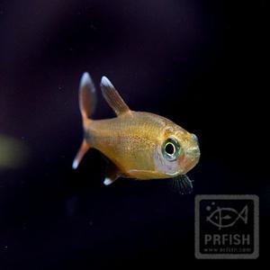 관상어 열대어 카라신과 / 실버팁 테트라 [10마리]