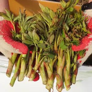 2026년 강원도 홍천 눈개승마 1kg 삼나물 산채나물 발송당일채취 4월20일첫수확