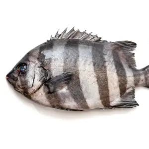 남해안 돌돔회 1kg 손질 활어 생선회 줄돔 이시다이 도미 횟감