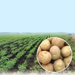 분이 폴폴나는 국내산 햇감자 5kg