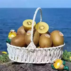[거북농산] 뉴질랜드 제스프리 골드키위 5.6kg 선택