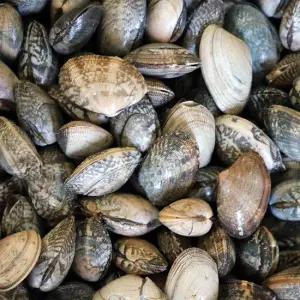 고창 하전갯벌 참 바지락 조개 10kg