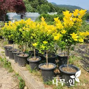 [나무인]황금사철 화분