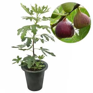 갑조네 무화과나무(대품) 개별배 송