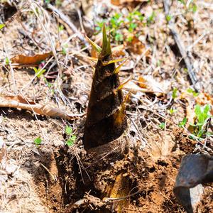 봄의 선물 대밭고을 햇 죽순 생죽순 삶은죽순