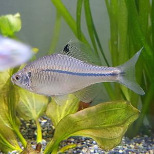 [신세계수족관] 관상용 민물고기 떡납줄갱이 3~4cm 5마리