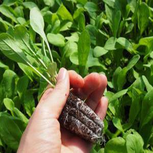 (모종파머스) 루꼴라모종 30개 로켓샐러드 텃밭채소