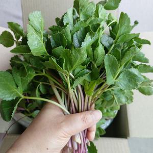 해방풍나물 2kg 영덕 해풍맞고 자란 갯방풍 방풍나물 봄나물