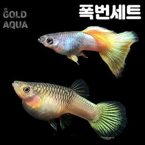 핑구 옐로우 델타 구피 열대어 폭번세트 숫2+암6