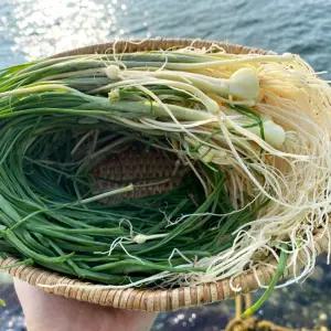 국내산 세척달래 500g