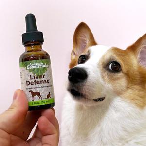 애니멀에센셜 간 팅크 강아지 고양이 실리마린 밀크시슬 간 영양제 간수치 개선 30ml