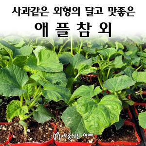 [모종심는아빠] 사과같은 외형의 달고 맛좋은 애플참외 모종 사과참외