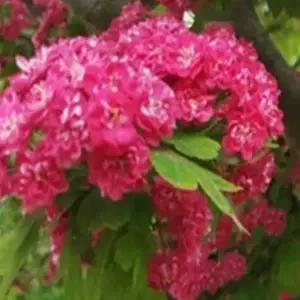 산사나무 묘목 홍화산사묘목 2년생  특묘