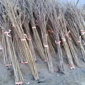 헛개나무묘목 2년생 지구자나무 밀원식물