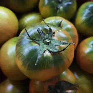 대저토마토 소과(S-2S) 2.5kg