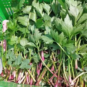 고흥 삼잎국화나물 생채 햇 키다리나물