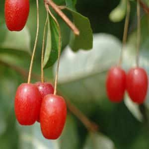 왕보리수 / 삽목3년 / 1등묘