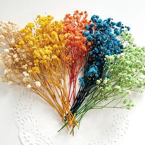 드라이플라워 미술 보존화 키트 프리저브드 플라워 재료 안개꽃