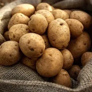 제주직송 포슬포슬 노지감자 10kg (대)