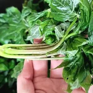 국내산 개두릅 엄나무순 2kg 비선별순 장아찌용 자연산 음나무순 26년 첫순 예약