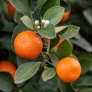 팜플러스 프리미엄 고당도 만다린 1.8kg (21~26개) 미국산 귤