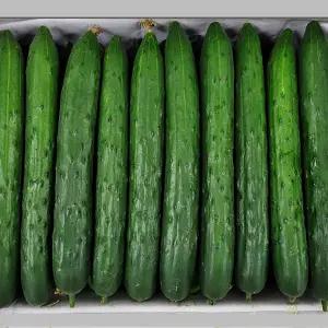 특품 청오이 취정오이 국내산 아삭한 5kg