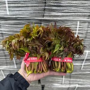 가죽나물 국산 참죽나물 가죽순 참죽나물순 1kg