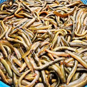 진짜 자연산 토종 미꾸라지 1kg ( 500g x 2팩 ) , 100%국내산 민물고기 추어탕 어죽 민물매운탕