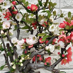 일월성 명자나무1800