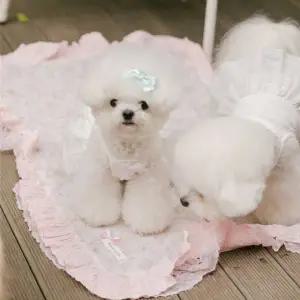 [꼴레트멍멍](김해점)플라워 레이스 강아지 블랭킷 매트