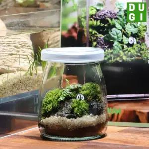 제주애기모람 테라리움 만들기 DIY 키트 푸딩컵 비단이끼 키우기 비바리움