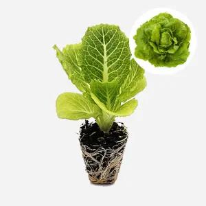 마이플랜트 코스 롱 하트 큐오레 1개 유럽 상추 모종 쌈채소 샐러드 텃밭 채소 튼튼한 모종