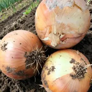 국내산 햇양파 특왕 혼합과 5kg내외 (특-왕 혼합과/실중량)