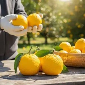 동명팜 25년 국내산 고흥 햇 유자 유자청