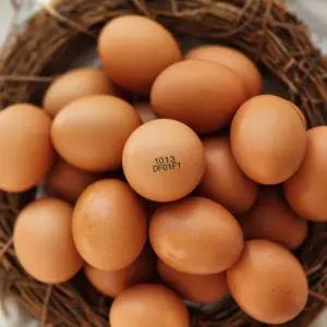 난각번호1번 유정란 무항생제 자연방사 산란당일 계란 40구