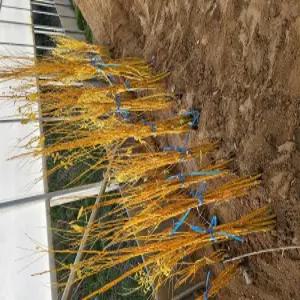 황금회화나무 묘목 접목1년생