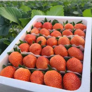 국내산 설향 딸기 특품 로얄과 350g 12-15구