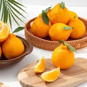 [더조은] 제주 서귀포 노지 한라봉 (혼합과) 10kg